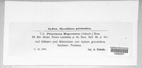 Phlyctema magnusiana image